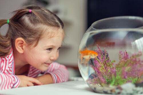 Bambina che guarda il suo pesce rosso.