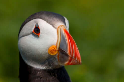 Becco della Fratercula artica.