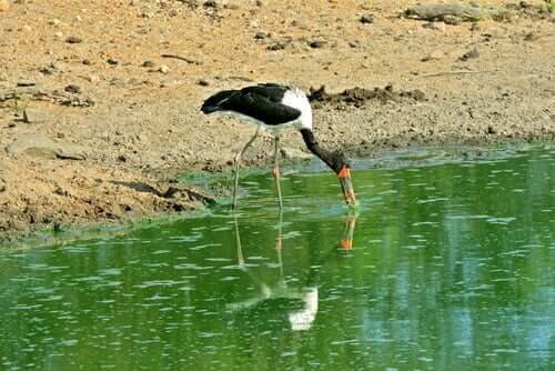 Becco a sella africano che beve.