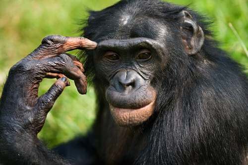 Bonobo nella foresta.