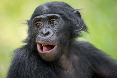 Primo piano di esemplare di bonobo maschio.