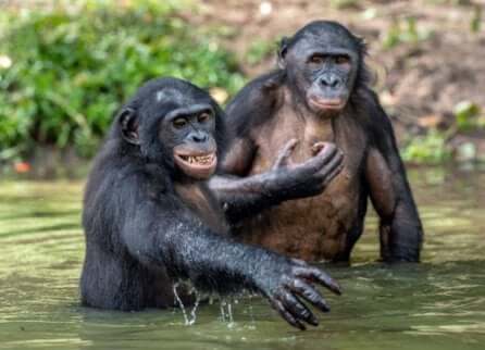Due esemplari di bonobo nuotano in acqua.