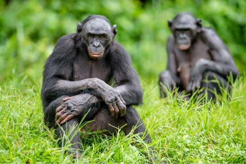 5 differenze tra gli scimpanzé e i bonobo