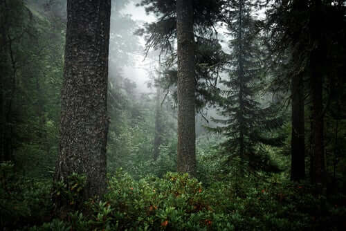 Taiga, bosco con la nebbia.