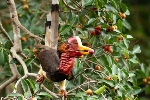 Alimentazione dei bucerotidi.