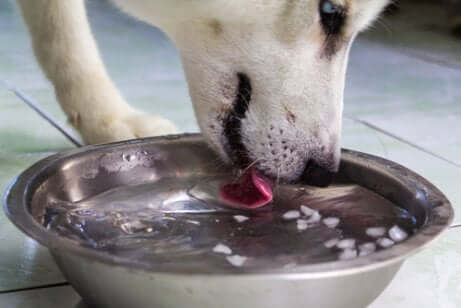 Cane che beve acqua da una ciotola.