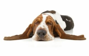 Narcolessia canina: cos'è e cosa fare?