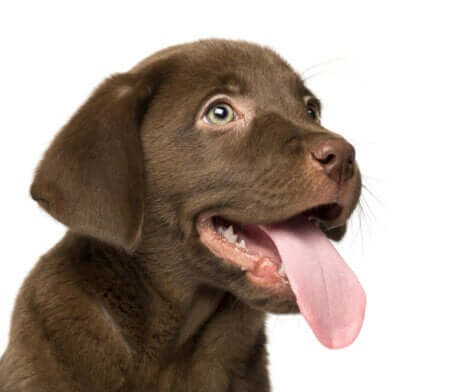 Difficoltà respiratoria nei cani: cane in affanno.