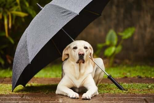 Cane che si ripara dalla pioggia sotto un ombrello.