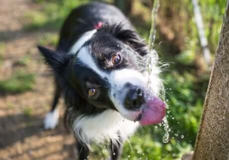 Acqua per i cani: cane che beve da una fontana.