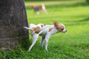 Tre malattie dell'apparato riproduttivo che possono colpire un cane