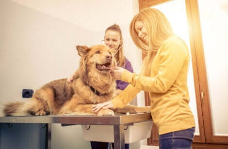 Cane in un ambulatorio veterinario.