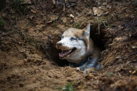 Cane che ha scavato una buca.