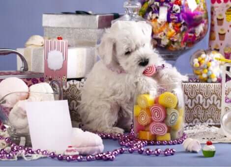 I dolci sono pericolosi per i cani: è importante controllare il loro consumo.