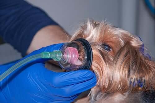 Cane a cui è praticata l'ossigenoterapia.