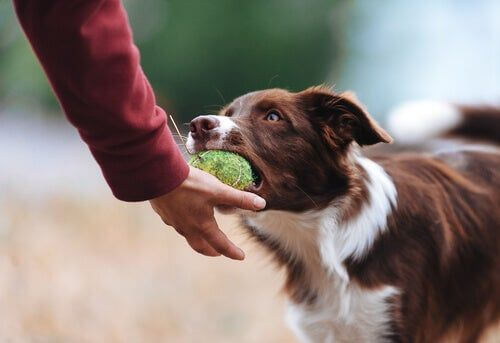 Tra le cose divertenti che fanno i cani, riportare la palla.