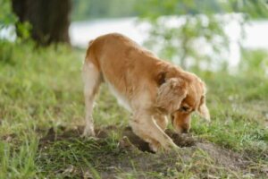 Perché i cani seppelliscono il proprio cibo?