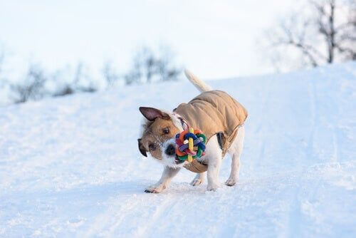 Cane che scuote freneticamente un giocattolo.