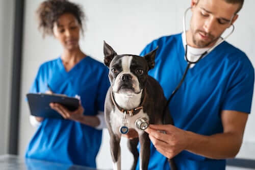 Veterinario che visita un cane nel suo ambulatorio.