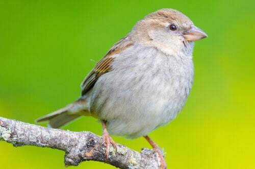 Cardellino con il becco triangolare.