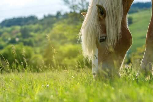 Cavallo che mangia l'erba.