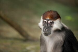 Il cercocebo moro: il primate "testarossa" in via di estinzione