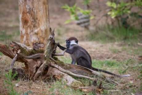Esemplare di cercocebo moro in cerca di cibo su un ramo.