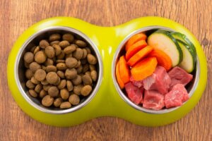 Cibo per cani: commerciale o fatto in casa?