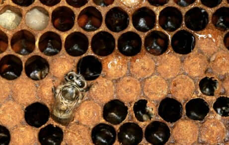 Ape regina dà vita al ciclo di vita dell'ape europea.