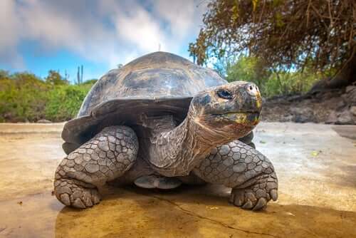 Tartaruga delle Galapagos.