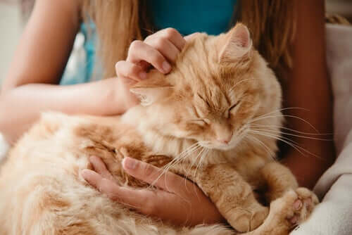 Demenza senile nel gatto: sintomi e trattamento