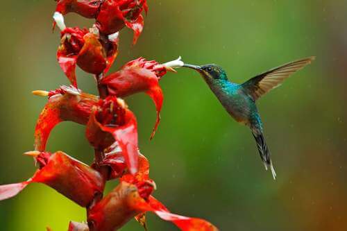 Colibrì che si avvicina ad una pianta. Uccelli nettarivori.