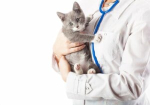 Come vincere la paura del veterinario