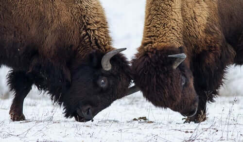 Due bisonti americani che si scontrano in duello per attirare l'attenzione delle femmine.