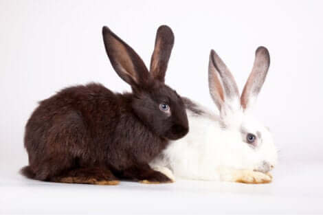 Generazione animale: un coniglio bianco e uno nero.