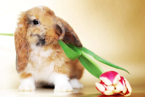 Un coniglio con fiore in bocca.