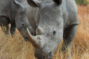 Il corno del rinoceronte nella preistoria