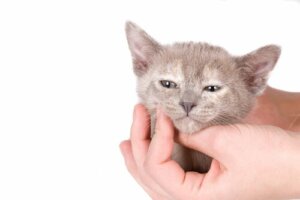 Crisi epilettiche nei gatti: come riconoscerle e cosa fare?