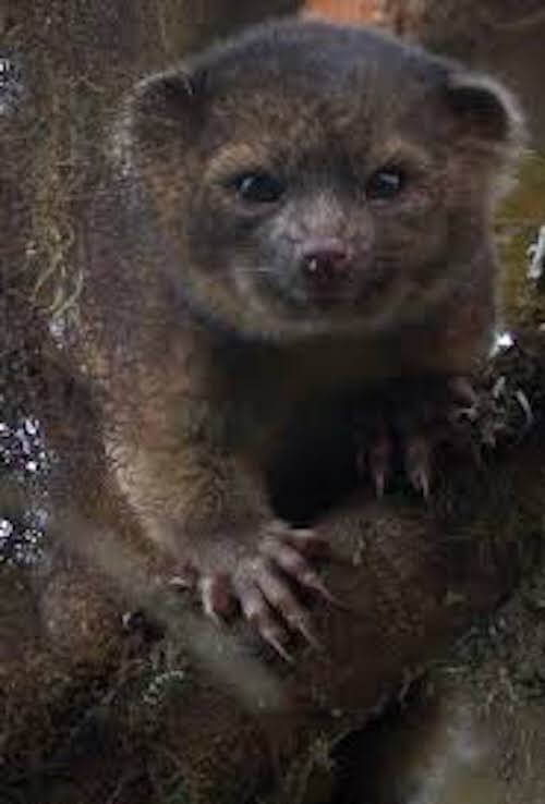 Cuataquil sopra un albero.