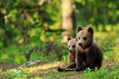 Cuccioli d'orso nella foresta.
