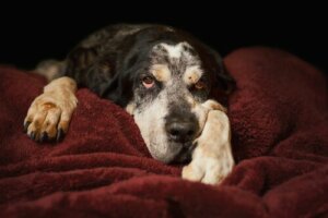 Come sapere quanti anni ha il vostro cane