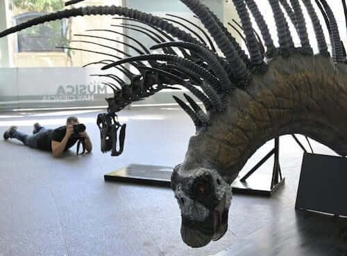 Scheletro di un Bajadasaurus pronuspinax esposto in un museo.