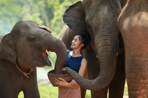 Donna che dà da mangiare agli elefanti.