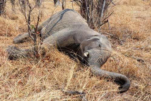 Centinaia di elefanti morti in Botswana: che succede?