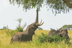 Cosa mangiano gli elefanti in cattività?