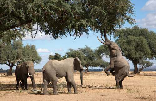 Elefanti che mangiano dagli alberi.