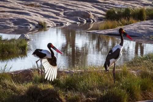 Gli ephippiorhynchus senegalensis.