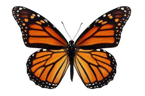 Farfalla monarca.