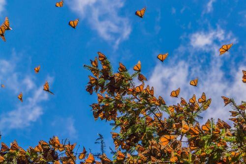 Farfalle monarca e migrazione.