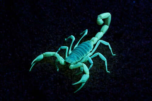 La fluorescenza dello scorpione.